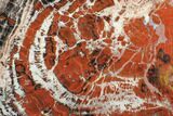 Massive, Red/Black Arizona Petrified Wood Slab - #85964-1